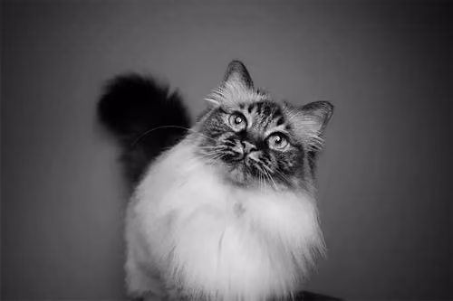 Gentle_SirCrash
