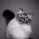 Gentle_SirCrash