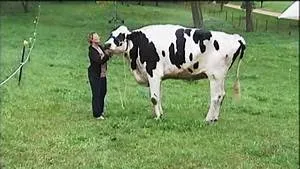 Interplanetary civilizations