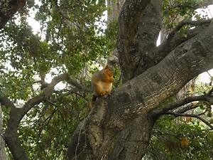 Remote work revolution