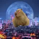 Somi Capy