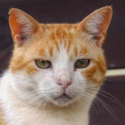 Cross-country road trips