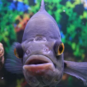 Not Actually A Chicken