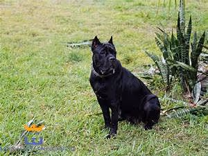 Ancient martial arts mastery