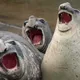 HerdSOM