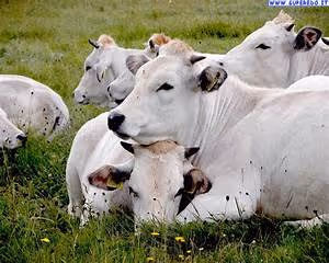 Roman empire glories