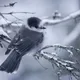 winter bird