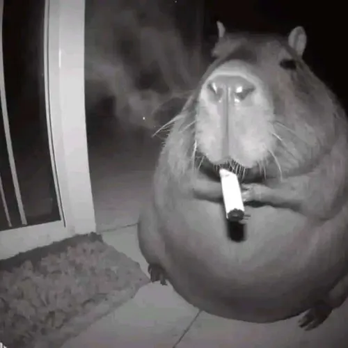 capibara chill