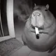 capibara chill