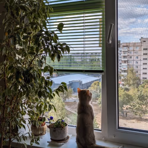 IN WINDOW