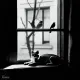 Cat and Bird