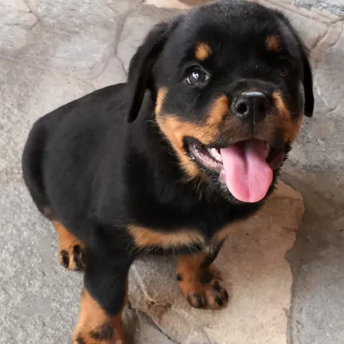 doggy