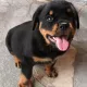 doggy