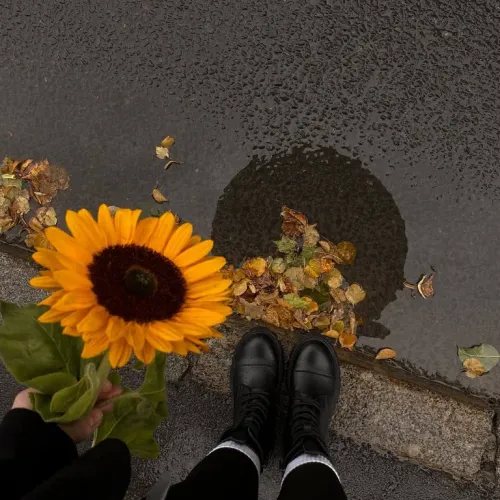 sunnyflower