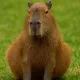 BGcapivaradebigode