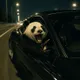 Midnight Panda Joyride