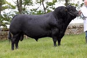 Gastronomic adventures abroad