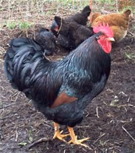 Bungee jumping adventures