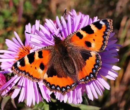 Sustainable solutions quest