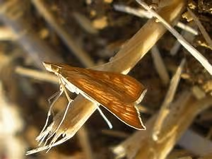 Mindfulness and meditation