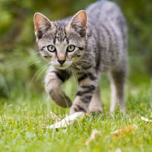 meaw