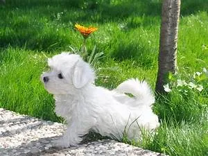 Animal welfare advocacy