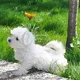 Animal welfare advocacy