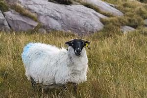 Alpine cabin escapes