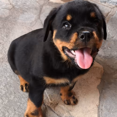 puppy