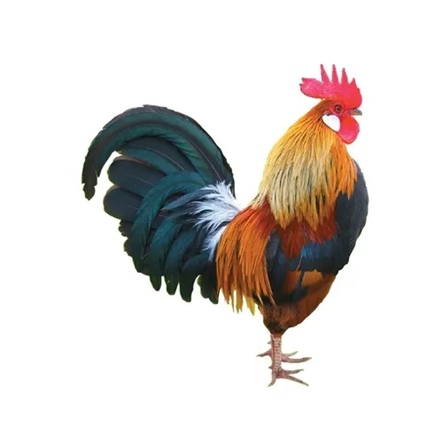 Chiken