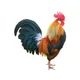 Chiken
