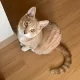 akuaku