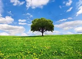 Tranquil meadows