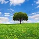 Tranquil meadows