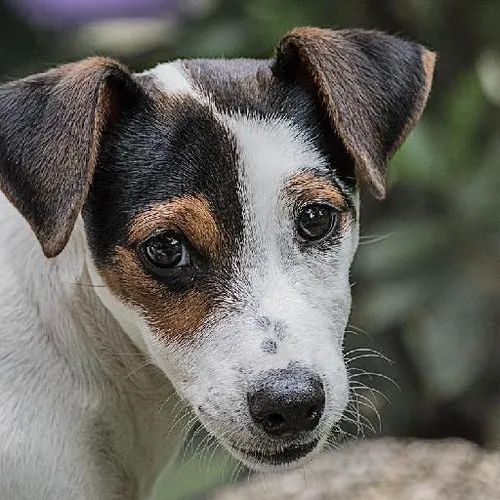 Samurai warriors honor