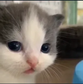 aaa