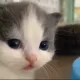 aaa