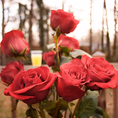 Cultural diversity celebration