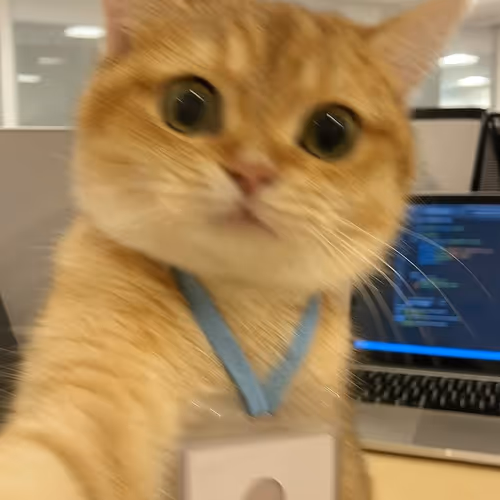 fdsfd