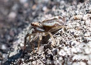 Ninja stealth techniques