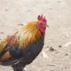 4GA4EG