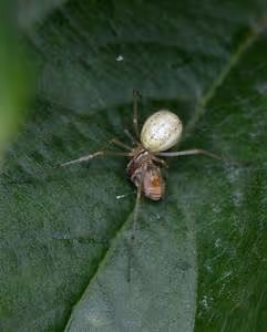 Northern lights spectacle