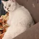 gdffg