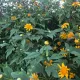 flowermoutoain