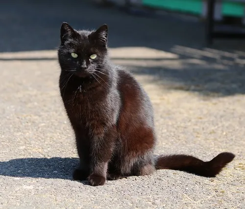 Treasure hunting escapades