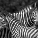 zebra