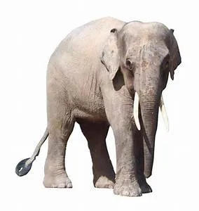 Alpine cabin escapes