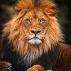Lion Mumba