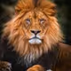 Lion Mumba