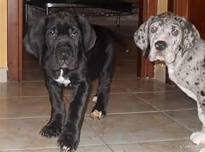 Fluency through immersion